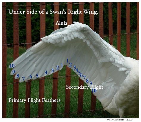 Click to Enlarge Swan Wings Drawing, Swan Anatomy, Wings Template, Feather Identification, Wing Anatomy, Swan Wings, Swan Bird, Wings Drawing, Figure Reference