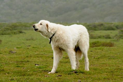 cool turkish akbash dog wallpaper Check more at http://www.finewallpapers.eu/pin/8785/ Akbash Dog, White Dog Breeds, White Fluffy Dog, Dog Training Barking, Livestock Guardian Dog, Stop Dog Barking, Livestock Guardian, Big Dog Breeds, Farm Dogs