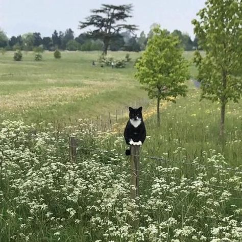 Cat Aesthetic, Jolie Photo, Cat Sitting, Pretty Cats, Nature Aesthetic, Early Spring, Green Aesthetic, Crazy Cat Lady, 귀여운 동물