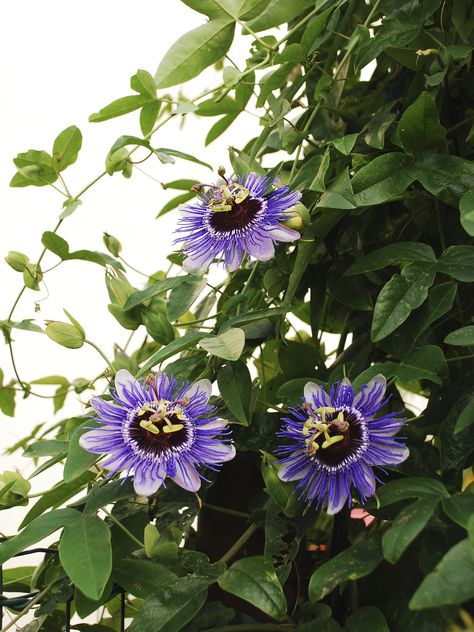 Passion Vine How To Grow, Passion Plant Flower Vines, Passion Flower Vine On Trellis Fence, Passion Vine Trellis, Passion Fruit Vine Trellis, Passionflower Vine, Passion Flower Vine, Purple Passion Flower, Vine Ideas