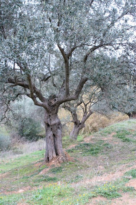 Woman Tree, Shaman Woman, Weird Trees, Tree People, Tree Faces, Medicine Woman, Tree Spirit, Old Trees, Tree Trunks