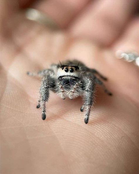 Maddy Major from Findhorn is breeding cute jumping spiders Tiny Baby Animals, Spider House, Spider Cat, Spider Species, Jumping Spiders, House Spider, Pet Spider, Jump For Joy, Jumping Spider