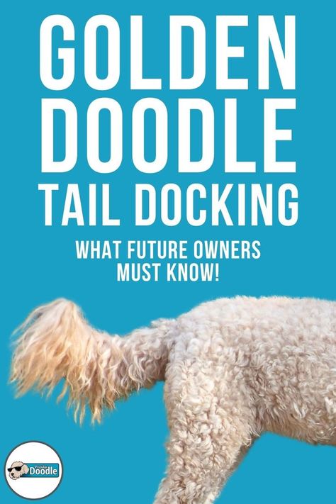 A veterinarian weighs in on whether you should you consider Goldendoodle tail docking (also known as tail cropping) or if this procedure is cruel and unnecessary. Goldendoodle Tail Haircuts, Mini Labordoodle, Doodle Tail Grooming, Goldendoodle Tail Grooming, Golden Doodle Tail Grooming, Red Goldendoodle, Standard Goldendoodle, F1b Goldendoodle, Double Doodle