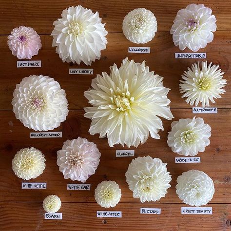 White Dahlia Bouquet, Dalia Flower, Dahlia Flower Garden, Dahlia Wedding Bouquets, Dahlias Wedding, Dahlia Bouquet, Vegetable Garden Tips, Dahlias Garden, Flower Business