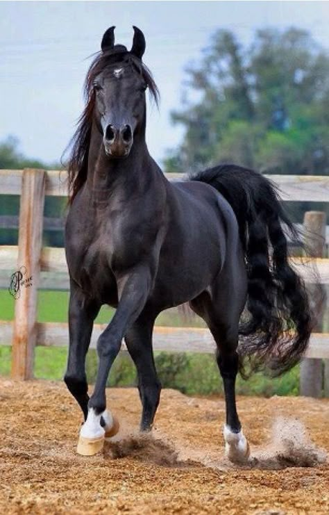 Spirited black horse with star and white socks. Shiny Horse, Cai Arabi, Black Arabian Horse, Horse Black, Beautiful Arabian Horses, Black Horses, Most Beautiful Horses, Friesian Horse, Most Beautiful Animals