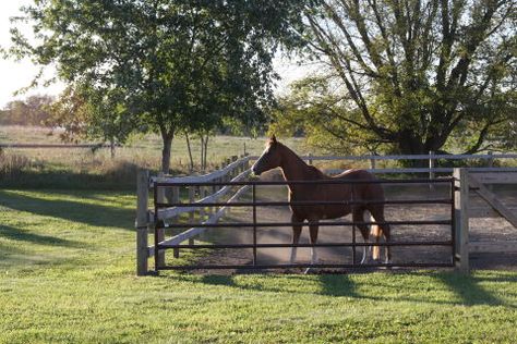 Horse at gate in dry lot. Photo: Erin Lochner Paddock Paradise, Healthy Horses, Farm Lifestyle, Dream Barn, Electric Fence, Surface Water, Horse Owner, Water Sources, Shade Trees