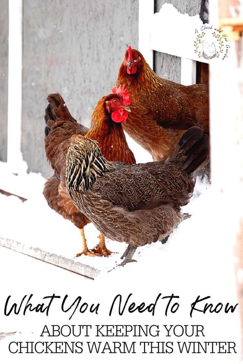 Chickens In Winter, Caring For Chickens, Baby Chicks Raising, Chickens In The Winter, Chicken Care, Chickens And Ducks, Backyard Poultry, Raising Backyard Chickens, Winter Hacks