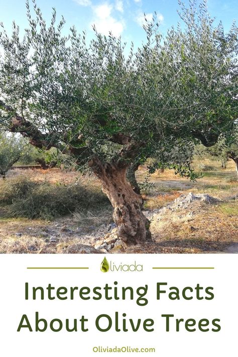 interesting facts about olive trees Olive Trees In Garden, Olive Tree Meaning, Olive Tree People, Olive Tree Aesthetic, Sweet Olive Tree, Olive Tree Garden, Backyard Trees Landscaping, Russian Olive Tree, Olive Trees Landscape