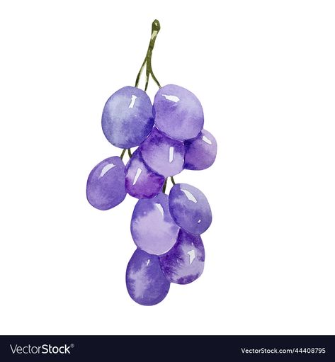 Purple Grapes Drawing, Grapes Watercolor Painting, Purple Things To Draw, Watercolour Grapes, Purple Illustration Art, Watercolor Steps, Grape Watercolor, Grapes Clipart, Grapes Drawing