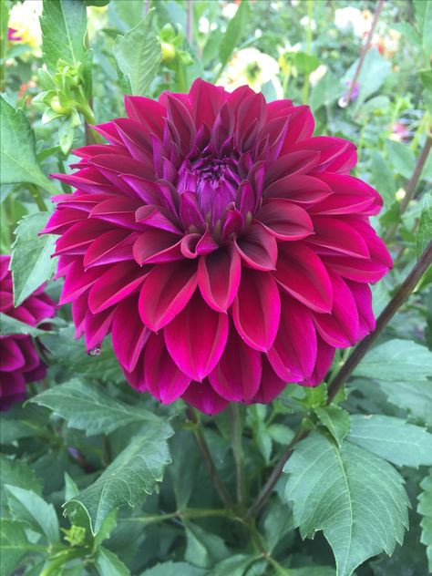 Dahlia 'diva' Diva Dahlia, Dahlia Diva, Dahlia Leaves, Dalia Flower, Kitchen Mural, Nature Crown, Trellis Fence, Arbors Trellis, Dahlias Garden