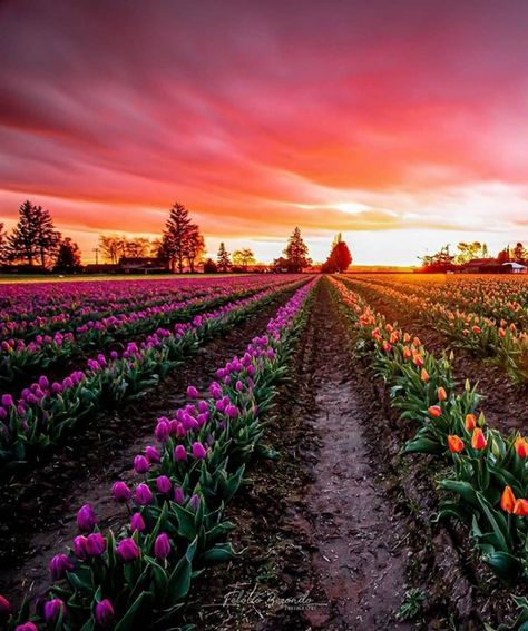 Only In Your State on Instagram: “It's hard to believe that the Skagit Valley tulips in Washington are real. 📸: @fel_photography_ Want to plan adventures to places like…” Skagit Valley Washington, Only In Your State, Skagit Valley, It's Hard, Tulips, Washington, Sun, How To Plan, Photo And Video