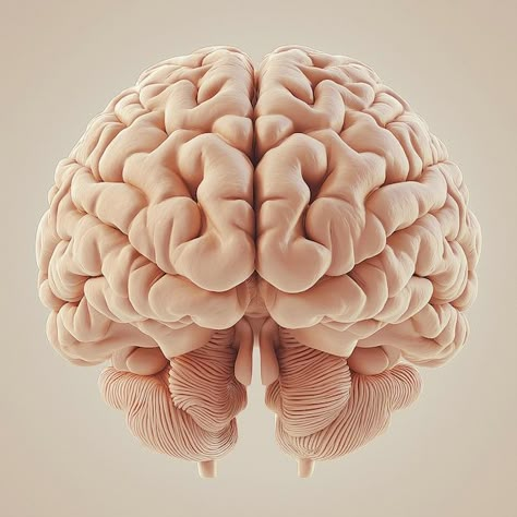 Brain Images Art, Brain Aesthetic Art, Brain Front View, Brain Photo, Aesthetic Brain, Leaving Cert Art, Brain Png, Brain Models, Anatomical Reference