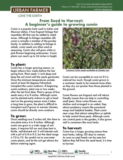 Growing Cumin, Planting And Harvesting Cheat Sheet, Luffa Companion Planting, Southern Hemisphere Planting Guide, Ancient Farming Techniques, Harvesting Coriander Seeds, Mini Homestead, Survival Projects, Salad Mixes