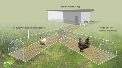 CHICKEN TUNNELS Bruce has created a modular system where he links a series of wired chicken “tunnels” together to direct his chickens to areas in his garden that needs some serious work. The chickens go through the tunnels to the weed infested area and over the course of a few weeks, scratch and dig and fertilize the spot and get it ready for his vegetable seedlings. More Chicken Tunnel, Reban Ayam, Chicken Tunnels, Chicken Pen, Chicken Tractors, Chicken Tractor, Chicken Cages, Building A Chicken Coop, Free Range Chickens