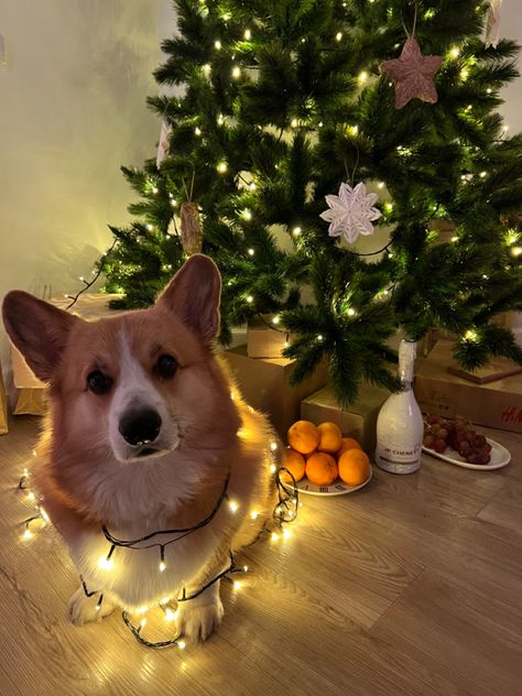 Corgi Wallpaper, Animal Photography Wildlife, Room Scandinavian, Cute Corgi Puppy, Welsh Corgi Puppies, Puppy Wallpaper, Corgi Funny, New Year 2022, Corgi Puppy