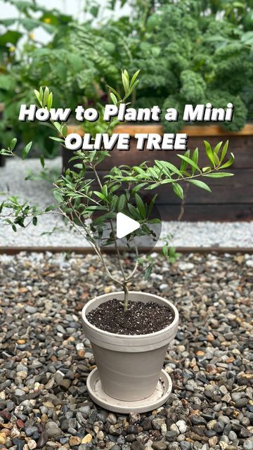 Resh Gala | Organic Gardener on Instagram: "OLIVE TREES have my heart right now! They are beautiful, understated, elegant and elevate any space!  However there are too many fake ones doing the rounds in home decor these days. Why buy a fake one when you can grow your own at home?  When planting an olive tree big or small, indoors or outdoors, soil selection is key to success.  Most potting mixes are too dense for olive trees. Instead, use soil that has sand, perlite and compost, which makes it light, fluffy and well draining. Olive trees are Mediterranean plants and too much water will make your plant will suffer greatly.  I use Coast of Maine’s Organic Cactus & Succulent Mix called Mountain Desert Island Blend and my mini olive tree has been loving it!  If you’re growing it indoors, place Olive Trees In Pots, Olive Tree Bonsai, Indoor Olive Tree, Olive Trees Garden, Growing Olive Trees, Mountain Desert, Tree Stem, Mediterranean Plants, Diy Greenhouse