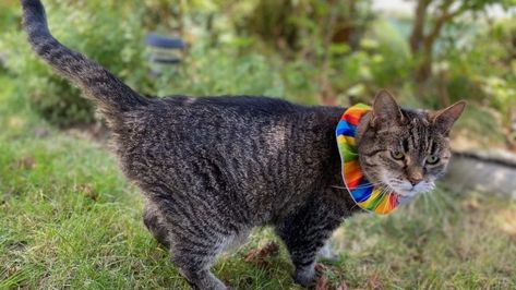 Bird-Safe Cat Collar | Protect Birds From Cats With This Hilarious Collar Diy Cat Collar Ideas, Diy Cat Collar How To Make, Sew Cat Collar, Bird Collar, Cat Bell Collar, Green Cat Collar, Conservation Biology, Save Wildlife, What Cat