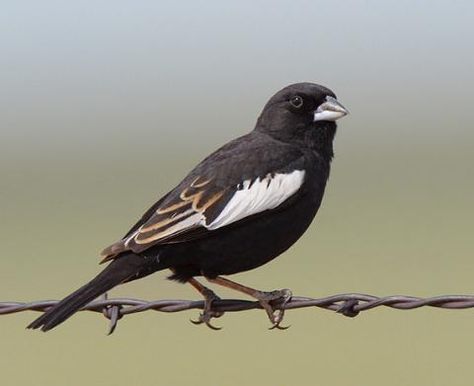 Lark Bunting, Bunting Bird, Common Birds, State Birds, Bird Watcher, Rare Birds, Bird Species, Large Canvas, Bird Watching