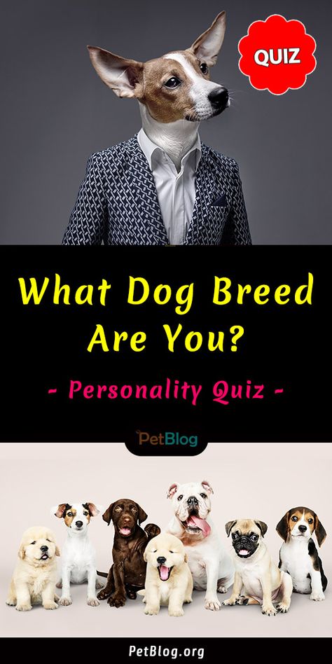 People That Look Like Their Dogs, Where Do Dogs Like To Be Petted, What Dog Should I Get Quiz, What Animal Am I Quiz, Dog Quizzes, Which Dog Are You, Dog Breed Quiz, Dog Quiz, Dog Breeds Chart