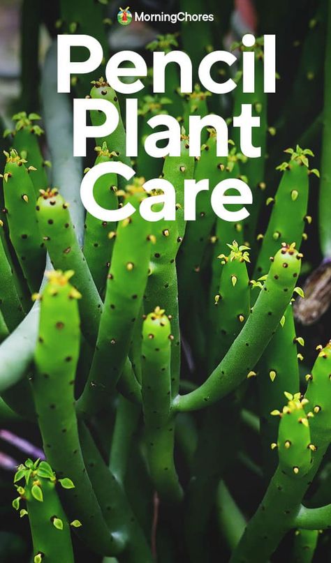 How to Grow and Care For Pencil Plant – The Unusual Succulent Pencil Plant, Morning Chores, Pencil Cactus, Cactus Care, Plant Problems, Succulents Indoor, Sustainable Garden, Replant, Indoor Gardening