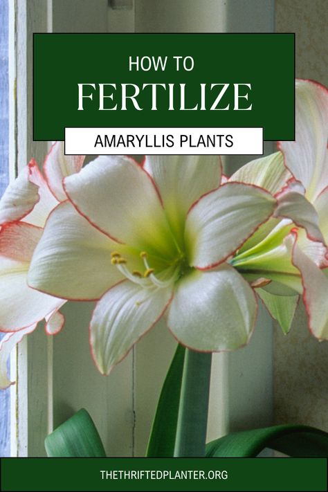 Fertilizer is a key component to great Amaryllis Blooms! Read to learn more! Houseplant Styling, Amaryllis Care, Amaryllis Plant, Houseplant Care, Amaryllis Flowers, Amaryllis Bulbs, Apartment Plants, Planter Ideas, House Plant Care