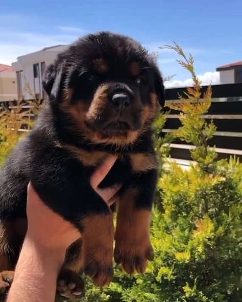 German Shepherd Rottweiler Mix, German Shepherd Rottweiler, Rottweiler Mix Puppies, Baby Rottweiler, German Rottweiler Puppies, Tattoo Ideas Dog, Rottweiler Puppies For Sale, Pitbull Dog Breed, German Rottweiler