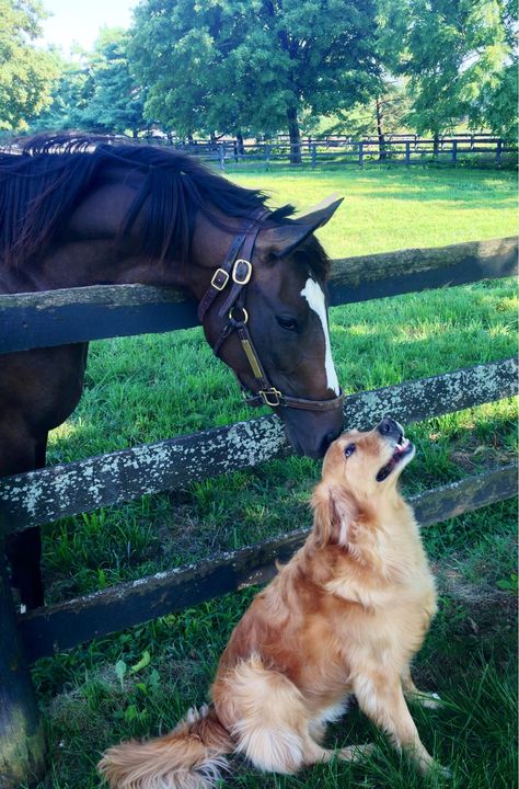 Farm Dogs, Horse Aesthetic, Cute Animals Puppies, Horses And Dogs, Cute Horses, Horse Life, Pretty Horses, Animal Planet, Animal Photo