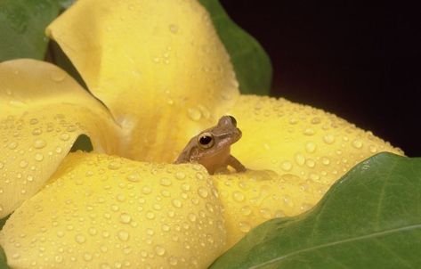 10 Things You Probably Didn't Know About Puerto Rico Coqui Frog, Puerto Rico Pictures, Puerto Rican Culture, San Juan Puerto Rico, Beautiful Photos Of Nature, Tropical Islands, Vacation Travel, Travel And Leisure, Beautiful Islands