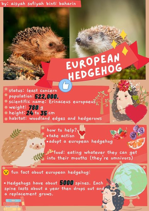 Hedgehog Food, Research Poster, Animal Facts, Hedgehogs, Take Action, Facts About, Fun Facts, Poster Design, Animals