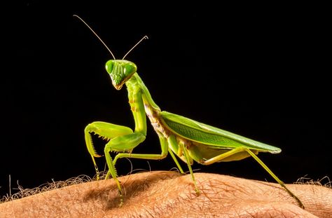 Free Images : green, praying mantis, close, fauna, invertebrate, grasshopper, macro photography, arthropod, fishing locust, plant stem, cricket like insect 4000x2627 -  - 1003356 - Free stock photos - PxHere Macro Photography Insects, Forest And Wildlife, Praying Mantis, Arthropods, Plant Stem, Text On Photo, Tag Design, High Resolution Photos, Macro Photography