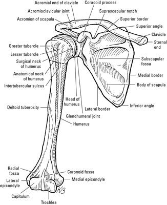 Bones of the Shoulder Girdle Upper Limb Anatomy, Human Body Vocabulary, Body Muscle Anatomy, Shoulder Anatomy, Shoulder Girdle, Skull Anatomy, Anatomy Bones, Anatomy Coloring Book, Physical Therapy Assistant