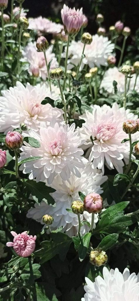 Chrysanthemum Plant, Gorgeous Flowers, Chrysanthemum Flower, Dream Garden, Chrysanthemum, Flower Power, Beautiful Flowers, Blossom, Plants