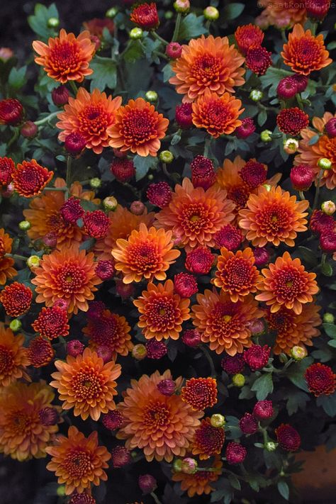 saatkontor: Herbst-Chrysantheme / Costmary, Chinese Aster,... Thanksgiving Floral Arrangements, Garden Mum, Thanksgiving Floral, Chrysanthemum Flower, Autumn Garden, Flower Farm, Flower Lover, Flowers Nature, Fall Flowers