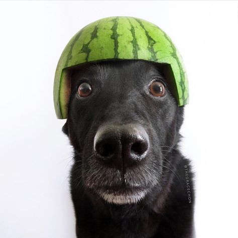 I’M A MELON COLLIE! . . . #gracechoninc #gracechon #maebyandzoey #formosanmountaindog #taiwandog #rescuedog #seniordogsrule… Watermelon Helmet, Melon Collie, Watermelon Animals, Formosan Mountain Dog, Animals Love, Collie Dog, City Skyline, Melon, Riding Helmets