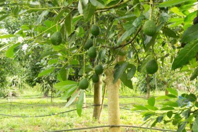 Do Avocados Grow In Zone 9 - Learn About Avocado Trees For Zone 9 Gardens Hass Avocado Tree, Avocado Plant, Grow Avocado, Winter Crops, Health Cleanse, Penyakit Jantung, Avocado Fruit, Bacon Avocado, Cholesterol Remedies