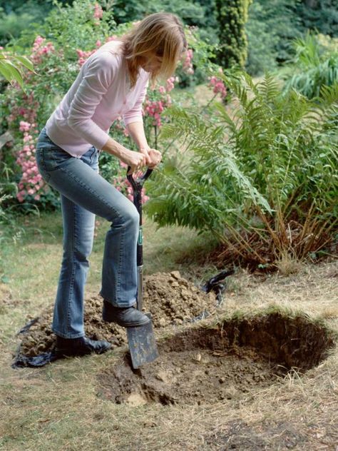 Dig Hole Twice Size of Tree Container How To Plant Trees, Digging Holes, Garden Styles, Trees To Plant, Soil, Lawn, Herbs, Trees, Fruit