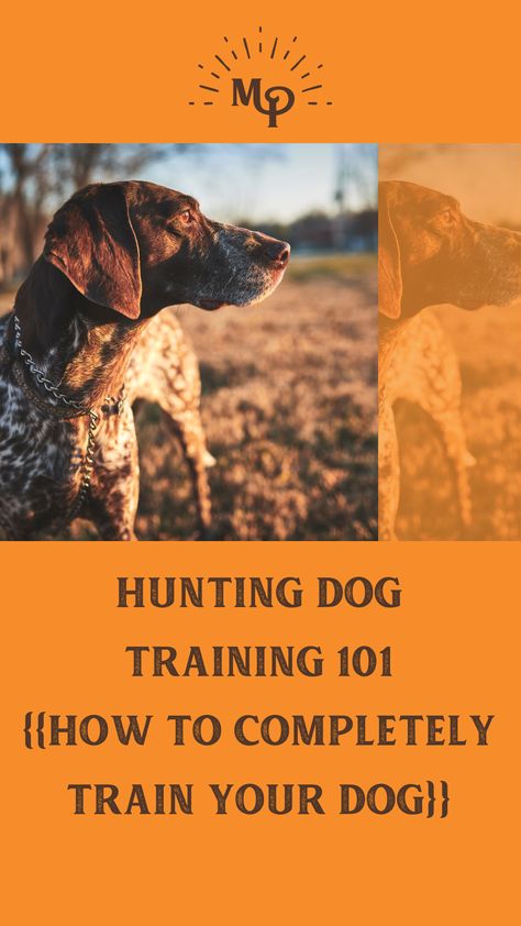 Deer Tracking Dog, Duck Dog Training, Duck Hunting Dog Training, Shed Hunting Dog Training, Golden Retriever Hunting Dog, Rocky Training, Golden Retriever Hunting, Bird Dog Training, Hunting Dog Training