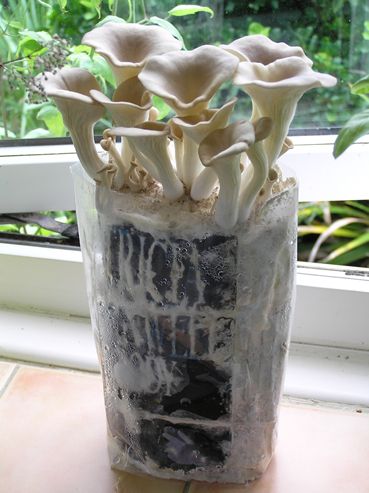 How To Grow Mushrooms, Hydroponic Gardening System, Mushroom Farming, Mushroom Farm, Growing Food Indoors, Grow Mushrooms, Mushroom Grow Kit, Mushroom Kits, Hydroponic Garden