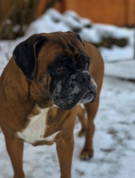 Boxer Names, Female Boxer Dog, Old Fashion Girl Names, Boxer Dog Names, Girl Boxers, Girl Dog Names, Cute Names For Dogs, Female Boxers, Boxer Puppy