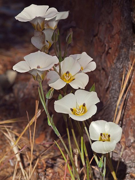 Sego Lilies | Flickr - Photo Sharing! Sego Lily, Mariposa Lily, Australian Native Plants, Window Box, Lily Flower, Floral Illustrations, Outdoor Plants, Native Plants, Geraniums