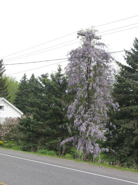 Wisteria growing up telephone pole Jack And The Bean Stalk, Bean Stalk, Vining Plants, Telephone Pole, Woodland Garden, Climbing Roses, Back Patio, Wisteria, Utility Pole