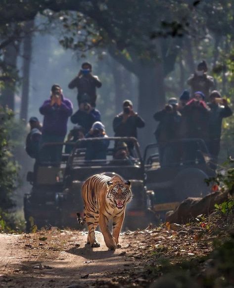 A Bengal tiger snarls while being photographed by safari goers in Jim Corbett National Park, India Tiger Safari India, National Parks In India, Manifest Travel, Jungle Expedition, Forest Festival, Corbett National Park, Jim Corbett National Park, Elephant Safari, Jim Corbett