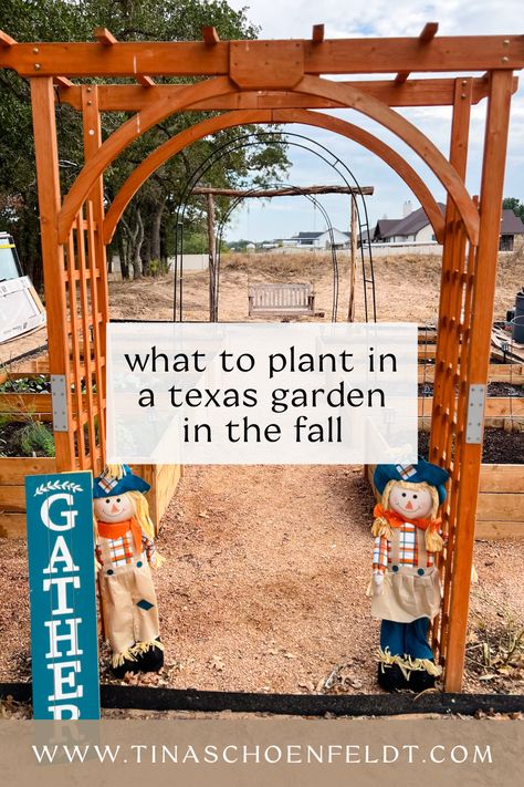 Discover the perfect plants for your Texas autumn garden! 🌵🍁 #TexasGardening #FallPlanting Texas Garden, Texas Fall Garden, Huntsville Texas, Fall Planting Guide, Kerrville Texas, Fall Garden Planting, Fall Gathering, South Texas, Homestead Gardens