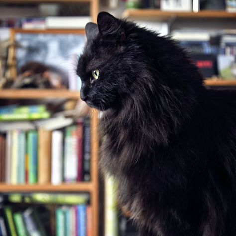 Black Norwegian Forest Cat, Cat Stock Photo, Black Cat Artwork, Black Cat Breeds, Fluffy Black Cat, Japanese Bobtail, Therapy Cat, Bad Omens, Cat Stock