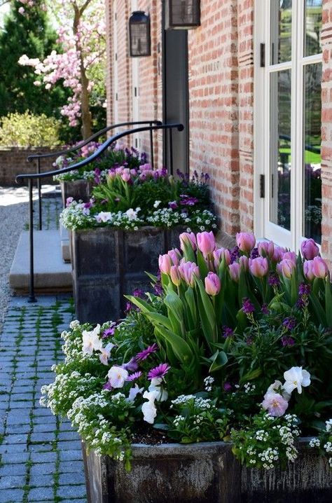 Spring Pots, Spring Bulbs Garden, Onion Garden, Grass Roof, Garden Bulbs, Have Inspiration, Garden Containers, Traditional Landscape, Spring Bulbs