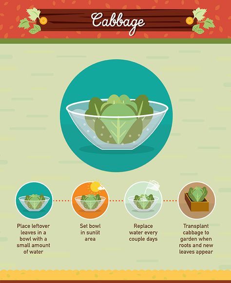 19 Foods You Can Regrow From Scraps #foodwaste Growing Cabbage From Scraps, Regrow Cabbage, Regrow From Scraps, Romaine Hearts, Carrot Tops, Regrow Vegetables, Grow Avocado, Hydroponics Diy, Growing Garlic