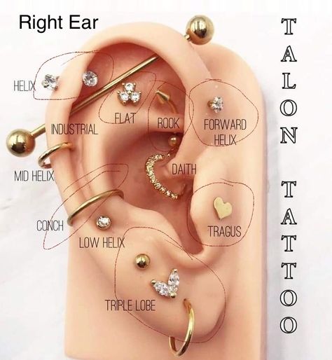 Conch Piercing Styling, Ear Piercing Places, Ear Piercings Placement Chart, All Ear Piercings, Ear Piercing Names, Different Types Of Piercings, Minimalist Ear Piercings, Unique Ear Piercings, Ear Peircings