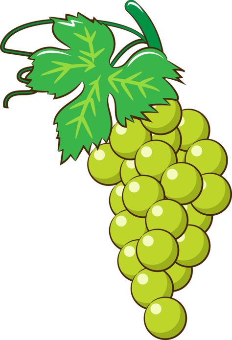 Grape Cartoon, Green Grape, Grapes Graphic Design, Grapes Clipart, Images Of Grapes, Grapes Illustration Graphics, Green Grapes, Clipart Design, Free Png