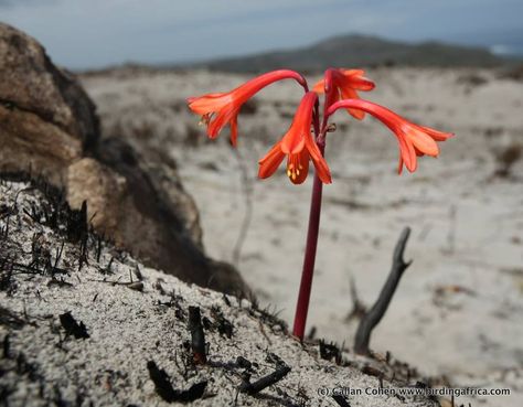 Fire Lily Tattoo, Hummingbird Tattoos, 2023 Tattoo, Fire Lily, Rising From The Ashes, Dnd Ideas, Rise From The Ashes, Fire Flower, Hummingbird Tattoo