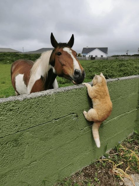 Goofy Cats, Cheezburger Cat, Hello Neighbor, Animals Friendship, Silly Animals, Animal Friends, Silly Cats, Sense Of Humor, Sweet Animals